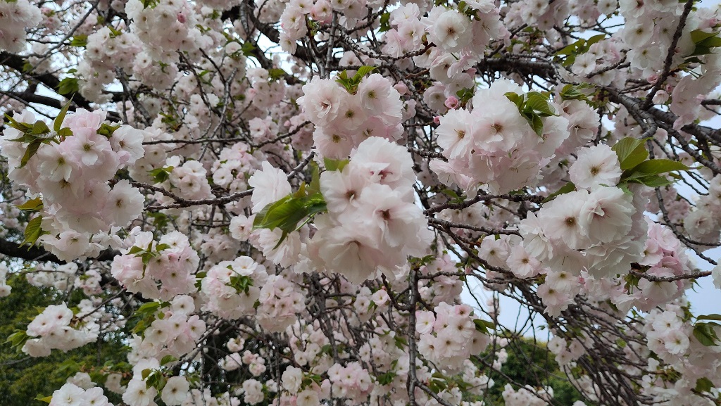 Image rb_sakura_2025-04-13-shinjukugyouen02.jpeg