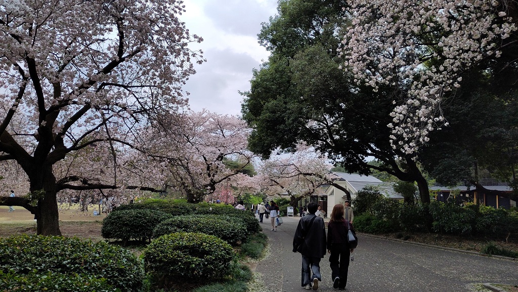 Image rb_sakura_2025-04-13-shinjukugyouen03.jpeg
