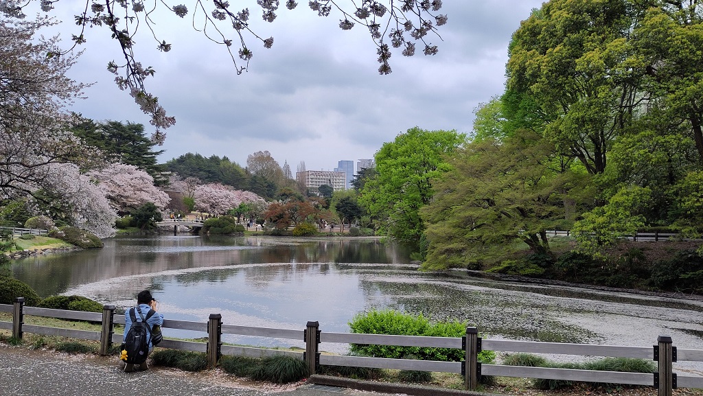 Image rb_sakura_2025-04-13-shinjukugyouen04.jpeg