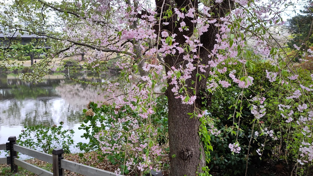 Image rb_sakura_2025-04-13-shinjukugyouen05.jpeg