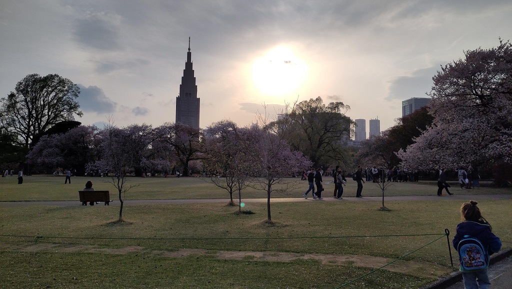 Image rb_sakura_2025-04-13-shinjukugyouen07.jpeg