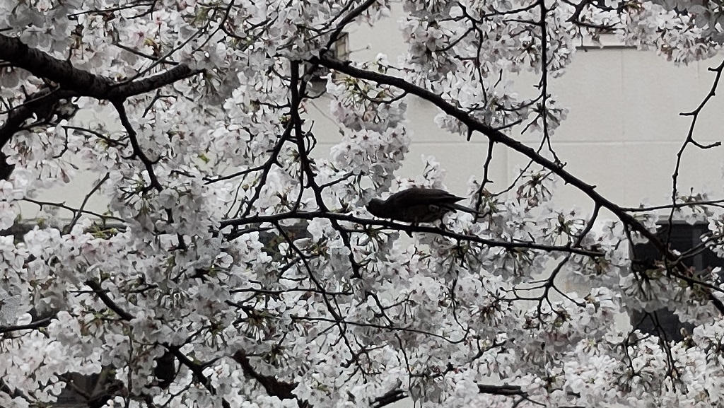 Image rb_sakura_2025-04-13-star.jpeg