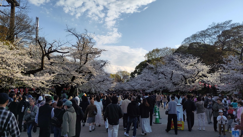 Image rb_sakura_2025-04-13-ueno.jpeg