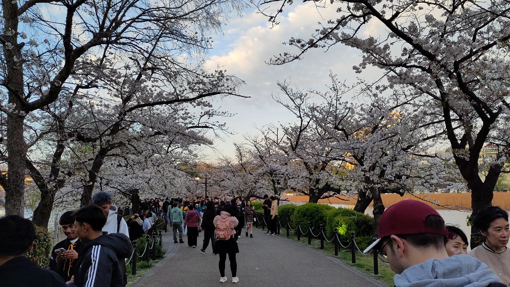 Image rb_sakura_2025-04-13-ueno02.jpeg