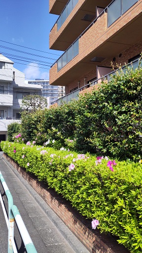 Image rb_sakura_2025-04-18-073005_hecke.jpeg
