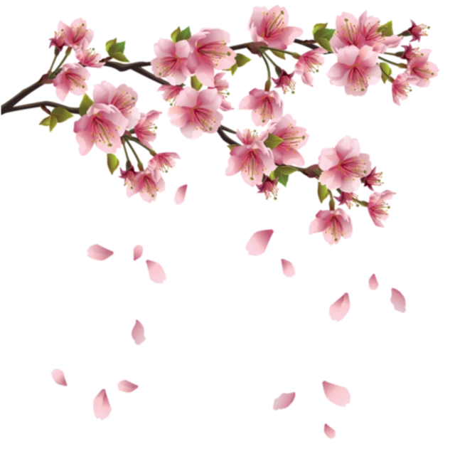 Cherry Blossom